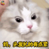 猫 可爱 妈，头发扎的有点紧 soogif soogif出品