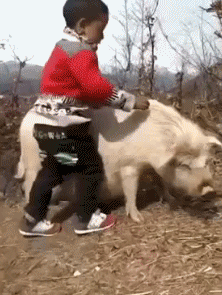 宝贝 骑猪 奔跑 搞笑