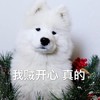 萌宠 汪星人 我贼开心 假装高兴 憨憨 搞怪