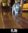 猫咪 地板 摇尾巴 礼物