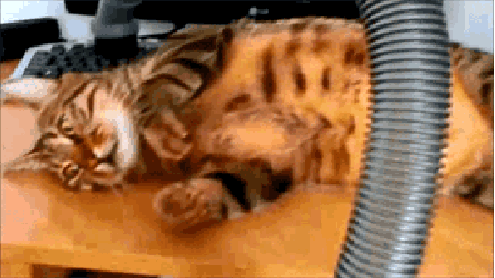 小猫 吸尘器 可爱 躺着