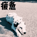 疲惫 小够 搞笑 萌萌哒