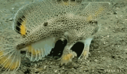 稀有的 鱼 进化 后肢