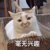萌宠 猫星人 毫无兴趣 无奈 呆萌 可爱