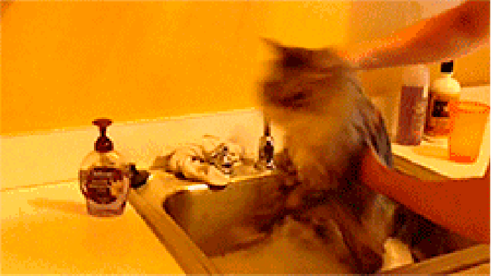 猫咪 洗澡 惊吓 害怕