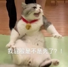 萌宠 猫星人 我屁股是不是秃了 无奈 呆萌 可爱