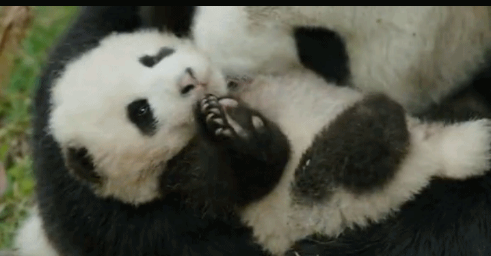 熊猫 亲情 可爱 亲昵
