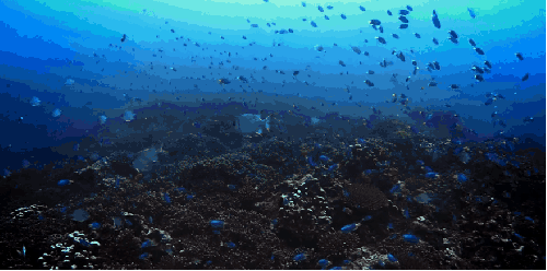 塞舌尔群岛 海底 珊瑚 纪录片 风景 鱼群