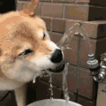 狗狗 喝水 可爱 微笑