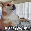 萌宠 汪星人 白天精英8小时 上班 呆萌 可爱