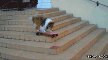 狗 滑板 天才 炫酷 帅气 dog