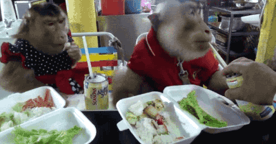 餐厅 猴子 动物