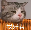 萌宠 猫星人 我好累 无奈 呆萌 可爱