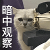 萌宠 猫 猫咪 喵星人 暗中观察