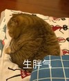 萌宠 喵星人 生气了 哼 憨憨 可爱