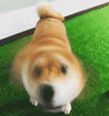 电风扇 狗狗 柴犬 柴犬风扇 可爱 卖萌