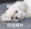 萌宠 汪星人 嗯嗯嗯 敷衍 呆萌 可爱