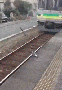 一只鸟 上地铁 搞笑 奔跑