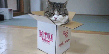 纸箱 宠物 箱子 最后 内心 猫 喵星人 生命 萌 gif