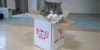 纸箱 宠物 箱子 最后 内心 猫 喵星人 生命 萌 gif