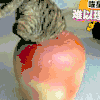 喵星人 钻进去了 出来不了 搞笑