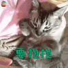 萌宠 猫咪 要抱抱 撩人 soogif soogif出品
