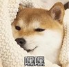 萌宠 汪星人 嘿嘿 坏笑 搞怪 逗