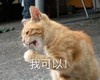 萌宠 猫星人 我可以 加油 呆萌 可爱