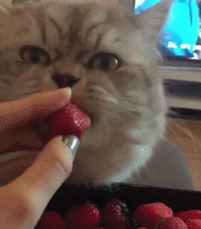 猫咪 电视 草莓 手指