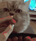 猫咪 电视 草莓 手指