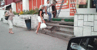 猫咪 狗狗 小汽车 树木