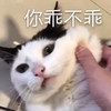 萌宠 猫星人 你乖不乖 生气 呆萌 可爱