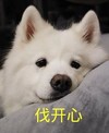 狮子狗 伐开心 可爱 面无表情