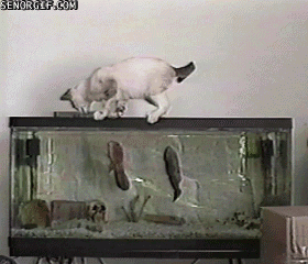 萌宠 猫 鱼缸 坠落 搞笑