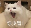 萌宠 猫星人 你少管 生气 呆萌 可爱