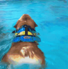 小狗 游泳 可爱 毛茸茸