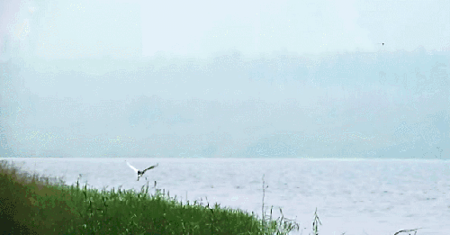 本草中国 湖 纪录片 飞行 鸟类 生机活力