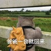 萌宠 猫星人 爸爸一会就回来 你等会 呆萌 可爱