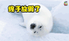终于放假了 萌宠 soogif soogif出品