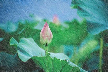 下雨 soogif soogif出品