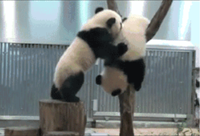 熊猫 上树 可爱 掉下来