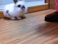 小兔子 跳跃 室内 自由