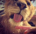 狮子 吐舌头 搞笑 欢乐 破坏之王 玩舌头