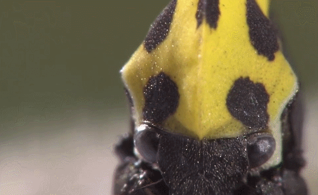 昆虫 模仿大师：哥斯达黎加昆虫 纪录片 蝴蝶