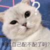 萌宠 猫星人 问过自己配不配了吗 好奇 呆萌 可爱