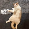萌宠 喵星人 嗯 咋了 呆萌 可爱