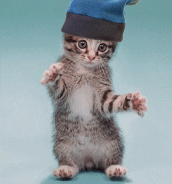 猫咪 跳舞  戴着帽子 可爱