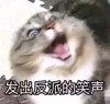 萌宠 喵星人 发出反派的笑声 哈哈哈 呆萌 可爱