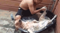 狗狗 洗澡 躺着 享受