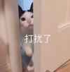 萌宠 喵星人 打扰了 在吗 搞怪 逗